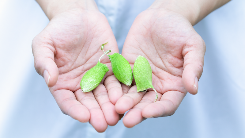 パレリノ ロディニアシルク スキンセラム(30ml)