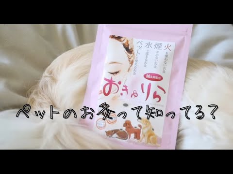 火を使わない!無煙無臭!水で温まるやさしいお灸でペットと共に温活生活!