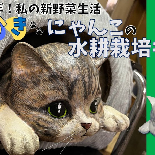 私だけの『ねこちゃん』で作る、私の『水耕栽培』生活。 – Makuake STORE