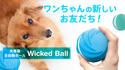 【ワンちゃんのストレス解消！】留守の間に遊んでくれる犬専用全自動ボール。防水防塵