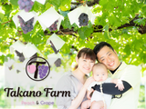 キャンペーン10％OFF　藤稔　約1.5㎏※8月中旬頃発送※　(送料込)※北海道、九州、沖縄は除く