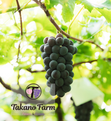 キャンペーン10％OFF　藤稔　約1.5㎏※8月中旬頃発送※　(送料込)※北海道、九州、沖縄は除く
