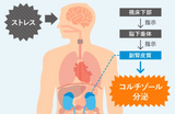 【ホルモンエキスパートの製薬会社発】髪・爪からストレスを見える化できる検査キット