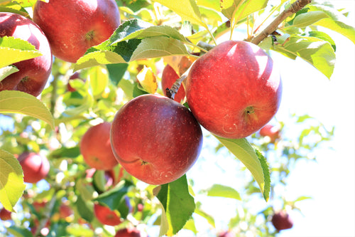 果汁100%！りんご本来の味と香りを楽しめる長野県産りんごジュース(180ml5本セット)
