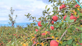 果汁100%！りんご本来の味と香りを楽しめる長野県産りんごジュース(720ml1本&180ml4本)