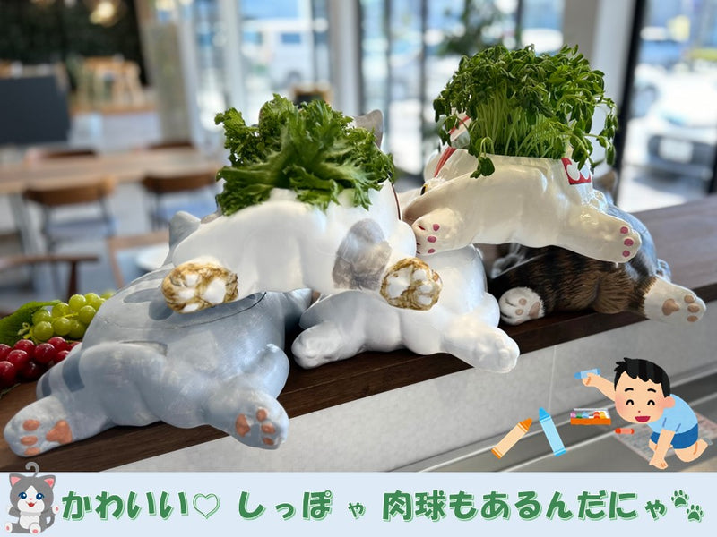 おえかきにゃんこの水耕栽培キット