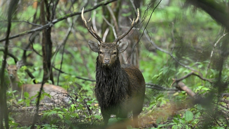 【第一弾】駆除されたニホンジカの命をつなぐ-環境にやさしいジビエウォレット-