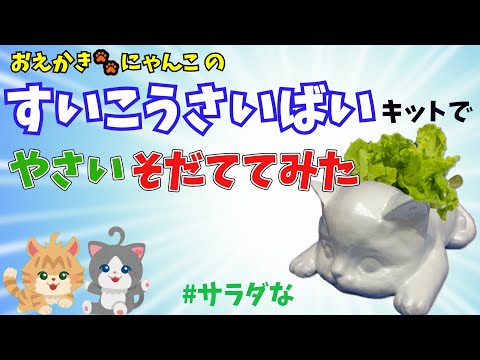 おえかきにゃんこの水耕栽培キット