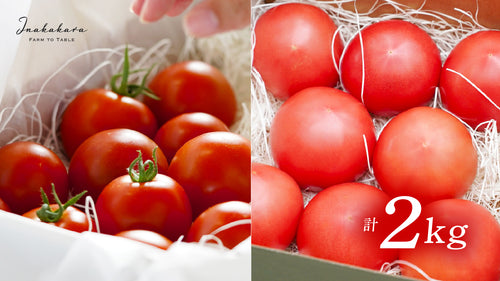 向山さんトマト二種【お試しセット】計2kg