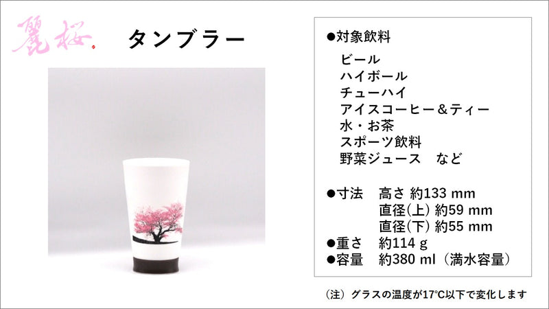 【有田焼】冷水を注ぐとダブル満開桜、超薄型磁器パールシェルグラスのタンブラー
