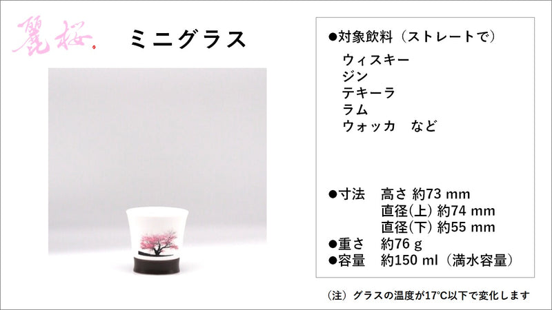 【有田焼】冷水を注ぐとダブル満開桜、超薄型磁器パールシェルグラスのミニグラス